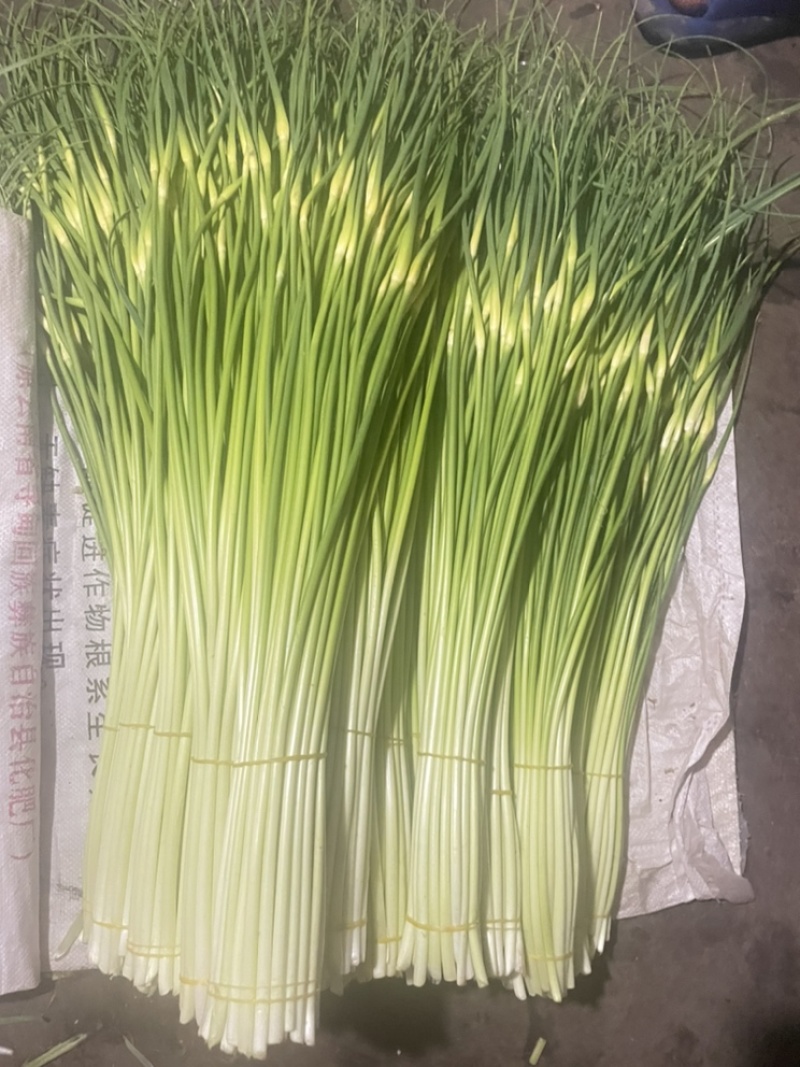 云南精品白帽新蒜苔少量上市价格美丽专业代发代办