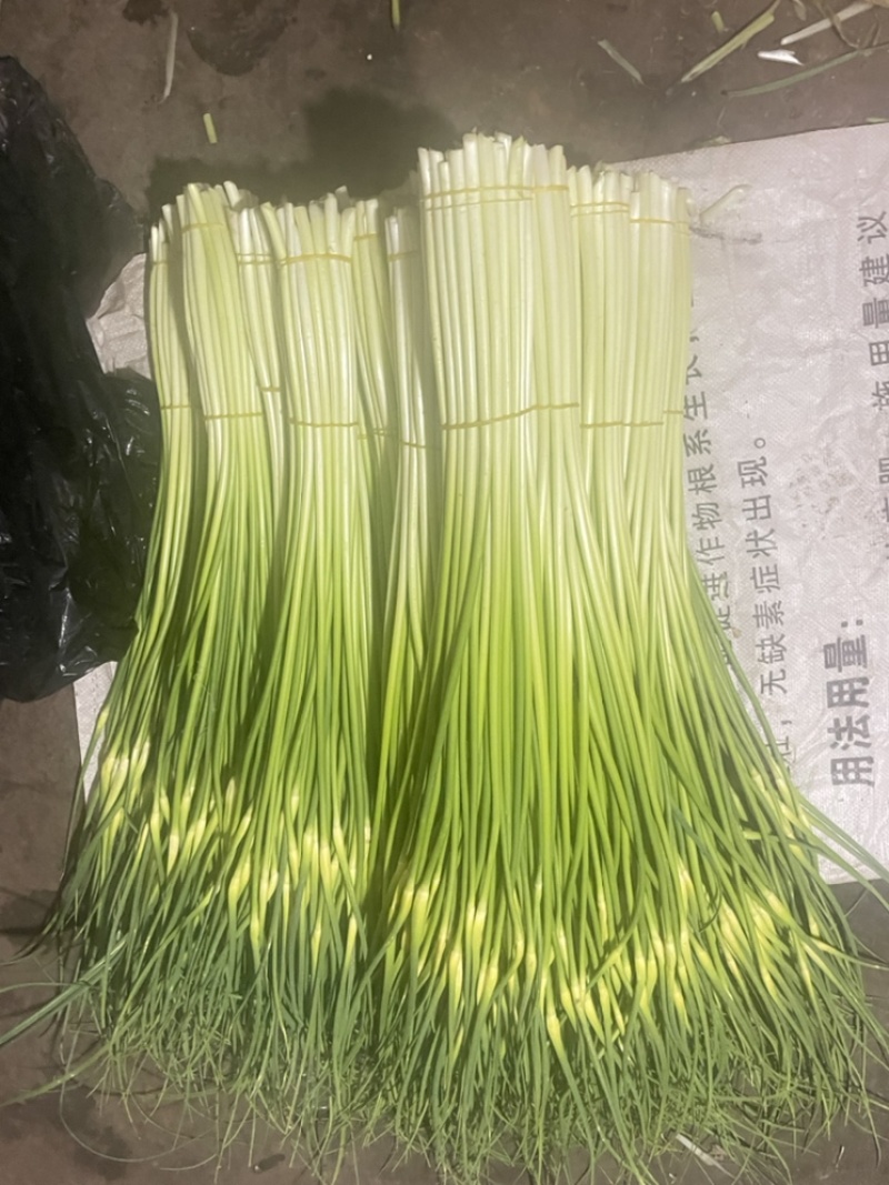 云南精品白帽新蒜苔少量上市价格美丽专业代发代办