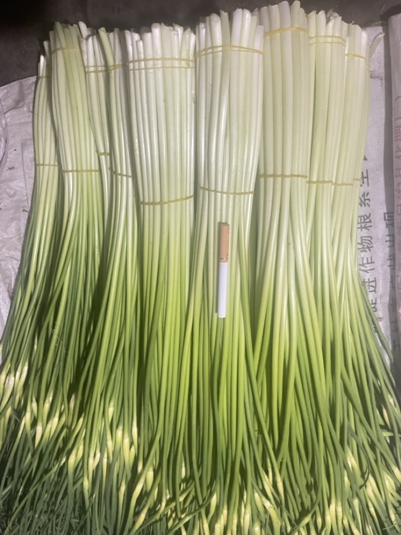 云南精品白帽新蒜苔少量上市价格美丽专业代发代办