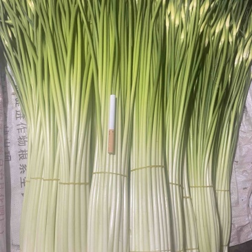 云南精品白帽新蒜苔少量上市价格美丽专业代发代办