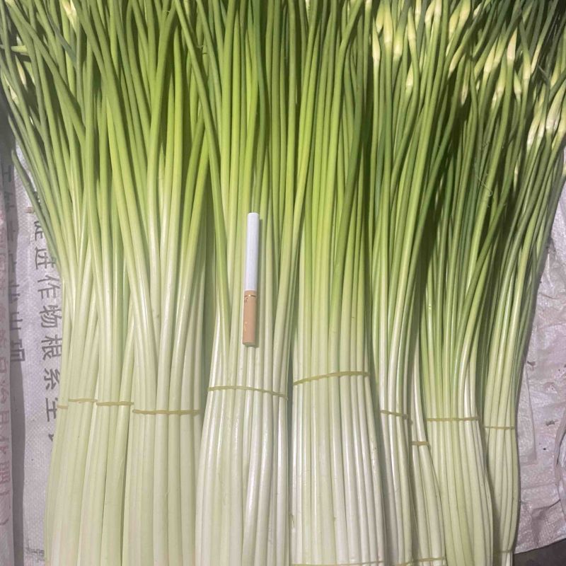 云南精品白帽新蒜苔少量上市价格美丽专业代发代办