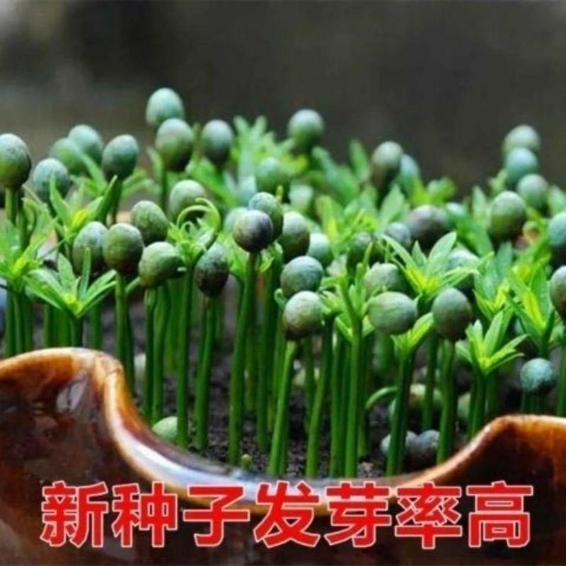 当年新采罗汉松种子雀舌罗汉松种子小叶罗汉松家庭阳台盆栽育