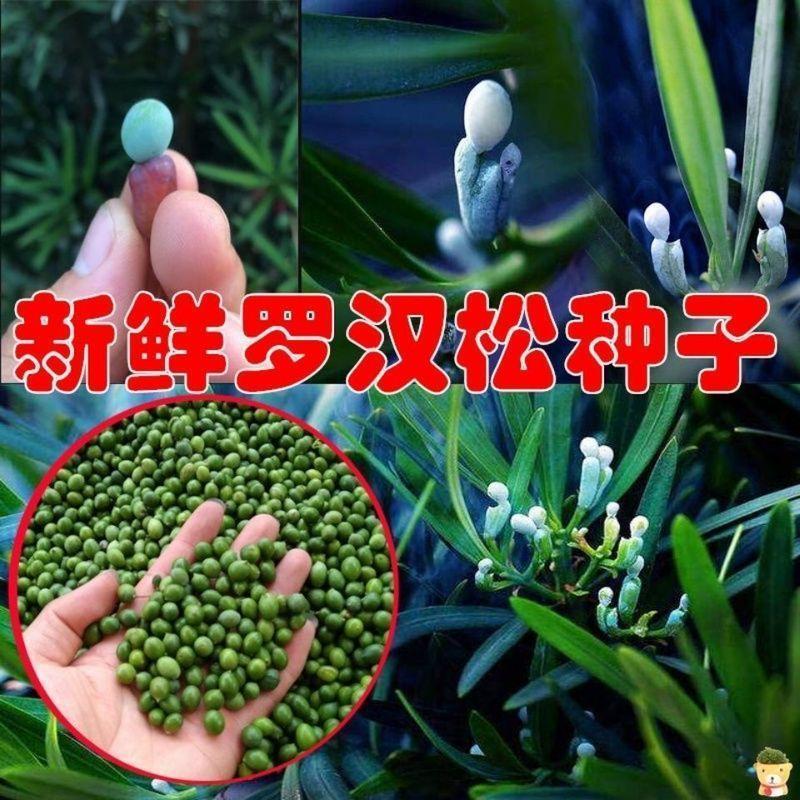 当年新采罗汉松种子雀舌罗汉松种子小叶罗汉松家庭阳台盆栽育
