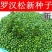 当年新采罗汉松种子雀舌罗汉松种子小叶罗汉松家庭阳台盆栽育