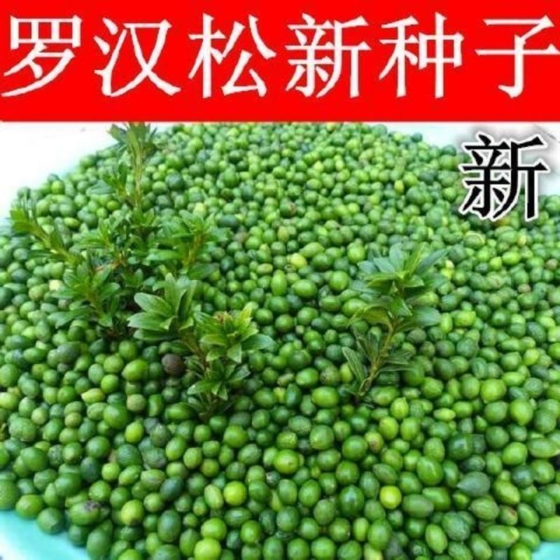 当年新采罗汉松种子雀舌罗汉松种子小叶罗汉松家庭阳台盆栽育