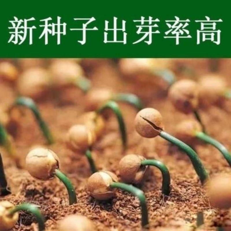 当年新采罗汉松种子雀舌罗汉松种子小叶罗汉松家庭阳台盆栽育