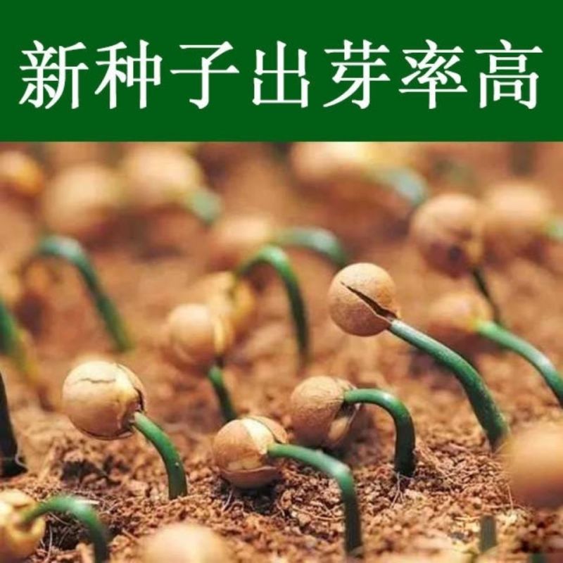 当年新采罗汉松种子雀舌罗汉松种子小叶罗汉松家庭阳台盆栽育