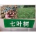 新采七叶树种子梭椤树梭椤子天师栗开心果七叶树种子林木种籽