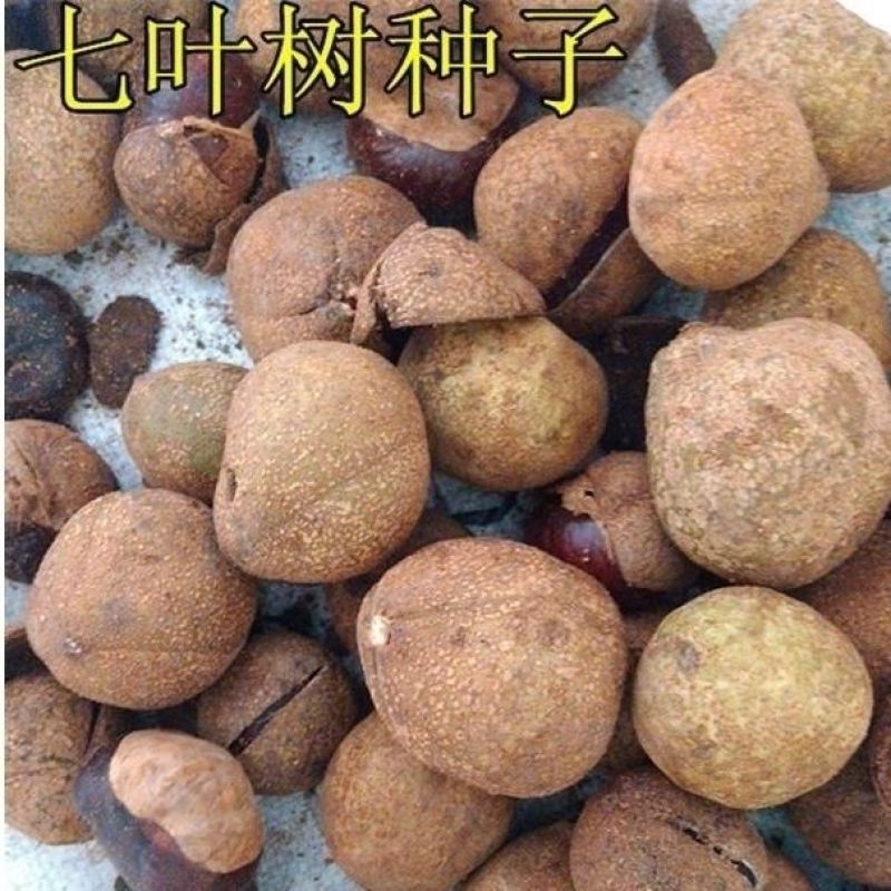新采七叶树种子梭椤树梭椤子天师栗开心果七叶树种子林木种籽