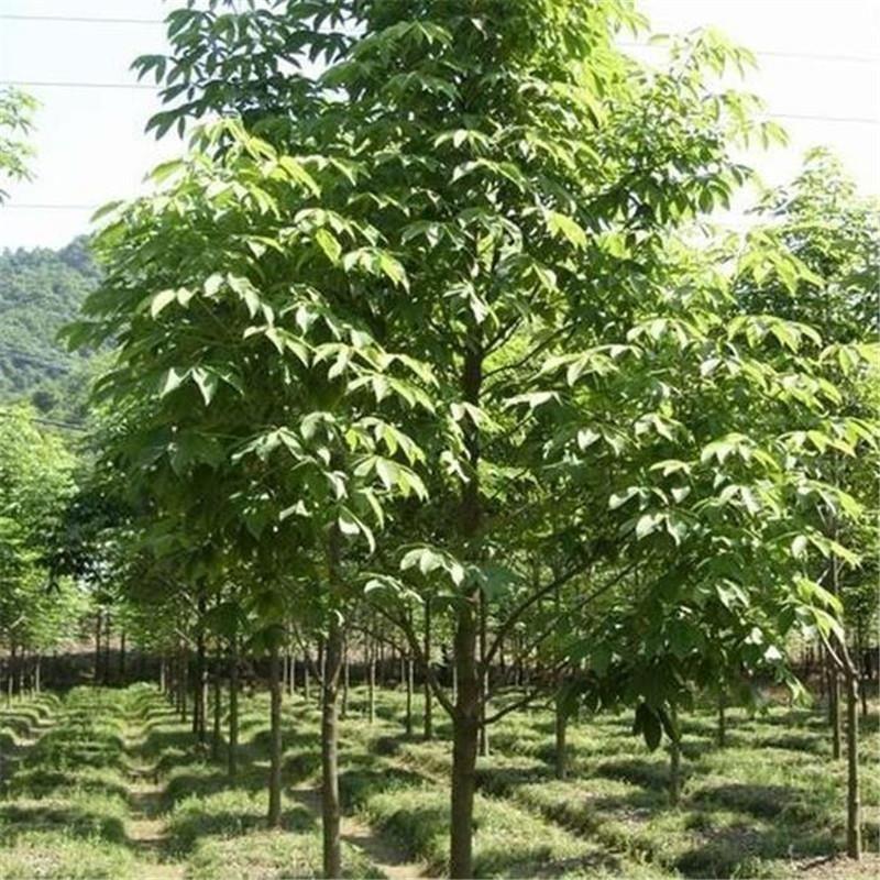 新采七叶树种子梭椤树梭椤子天师栗开心果七叶树种子林木种籽