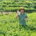 垒鼓寨六安手工瓜片花香味新茶大别山明后采摘味浓耐泡