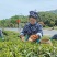 垒鼓寨六安手工瓜片花香味新茶大别山明后采摘味浓耐泡