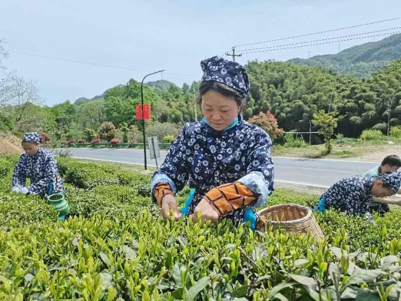 垒鼓寨六安手工瓜片花香味新茶大别山明后采摘味浓耐泡