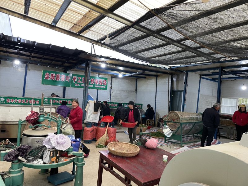 垒鼓寨六安手工瓜片花香味新茶大别山明后采摘味浓耐泡