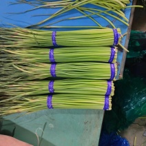 库存蒜苔大量有货