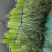 库存蒜苔大量有货