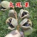 文冠果种子园林绿化花卉用种林木果树多年生观赏树木油料树种