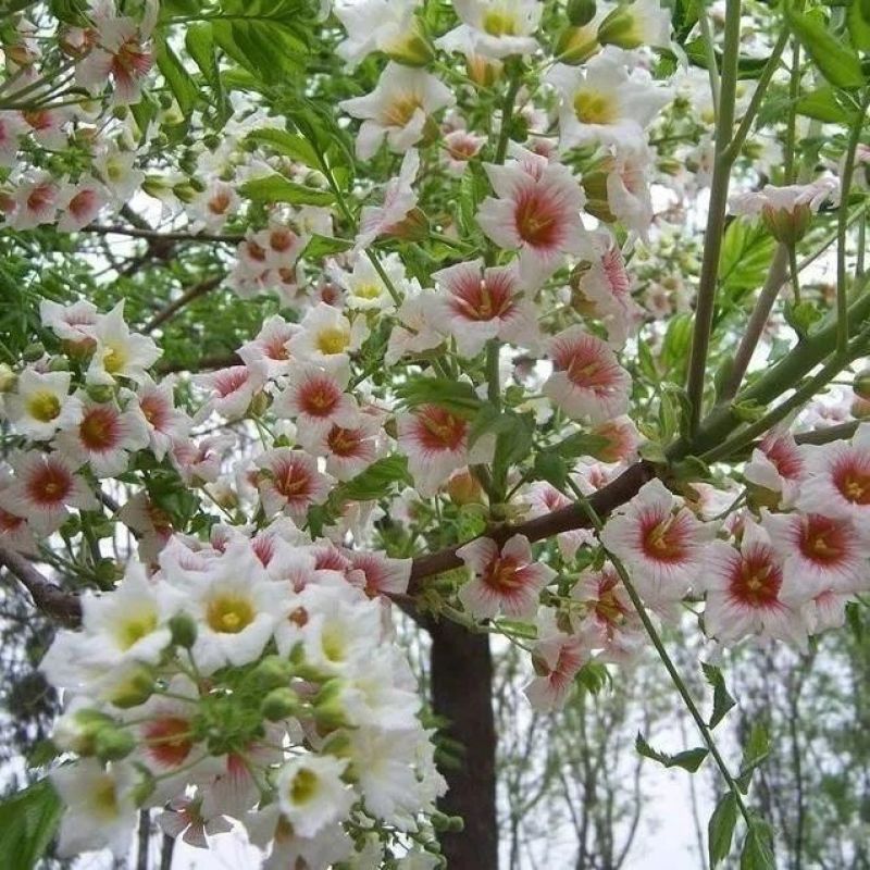 文冠果种子园林绿化花卉用种林木果树多年生观赏树木油料树种