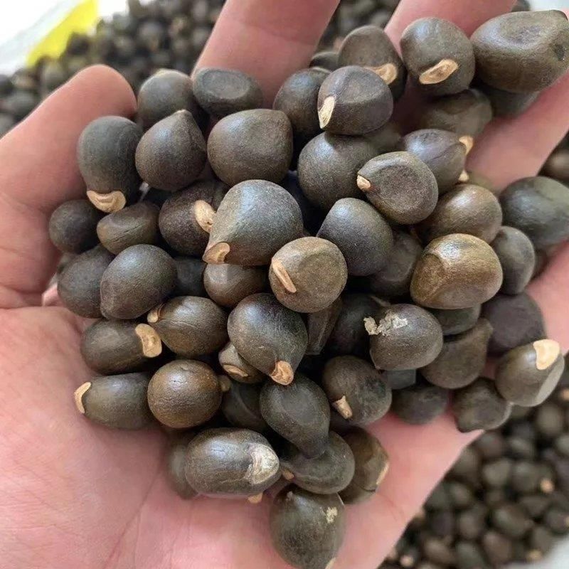 文冠果种子园林绿化花卉用种林木果树多年生观赏树木油料树种