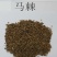 马棘种子护坡灌木饲用灌木牧草种籽抗旱耐寒高蛋白饲草易播种