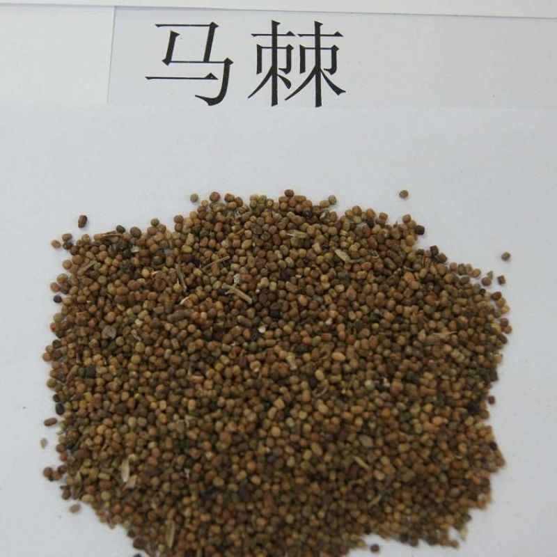 马棘种子护坡灌木饲用灌木牧草种籽抗旱耐寒高蛋白饲草易播种