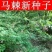 马棘种子护坡灌木饲用灌木牧草种籽抗旱耐寒高蛋白饲草易播种