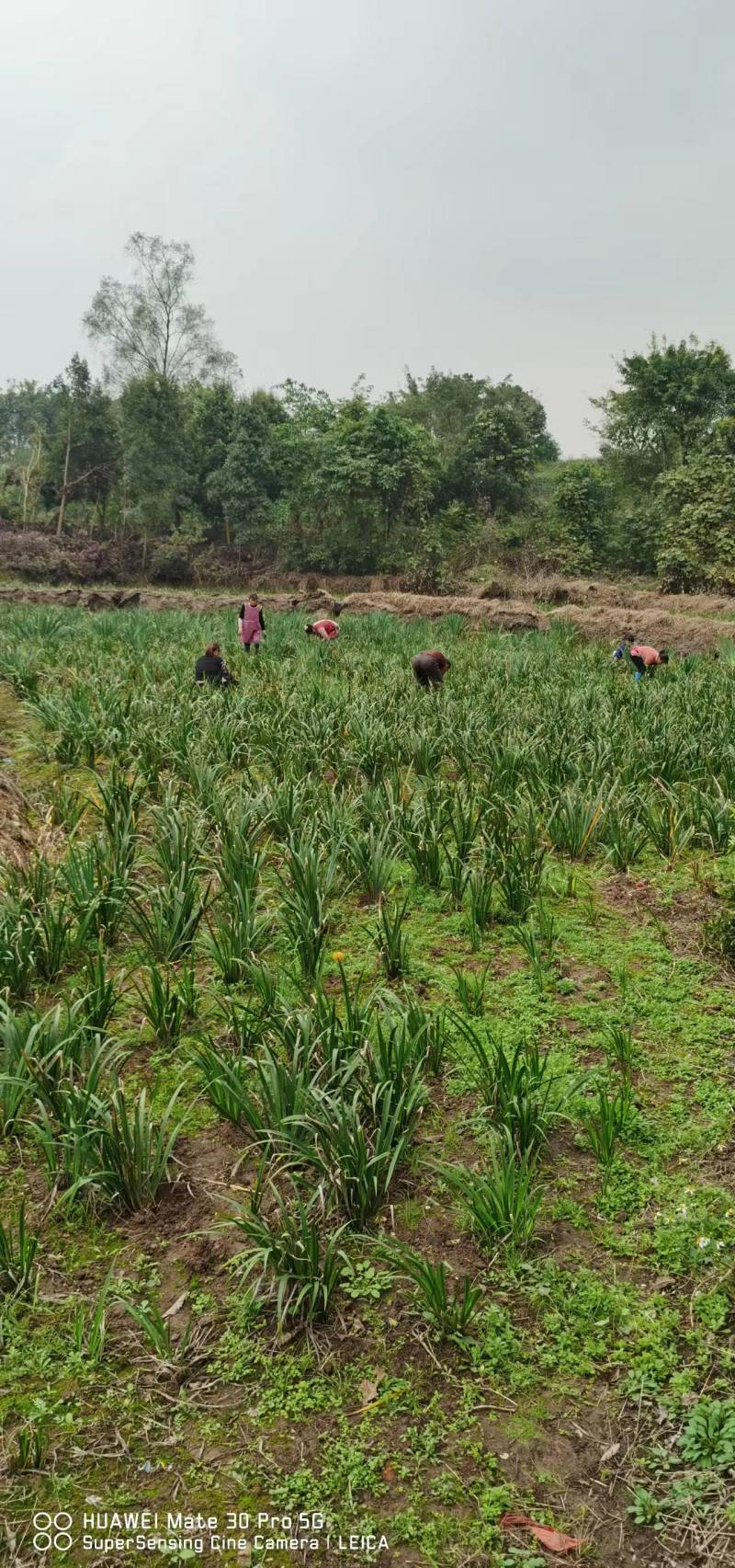 石菖蒲种苗苗圃基地全国发货技术指导保证质量