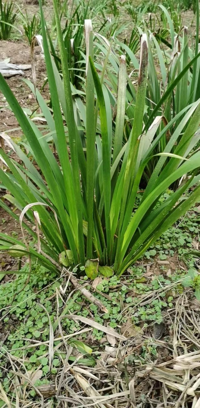 石菖蒲种苗苗圃基地全国发货技术指导保证质量