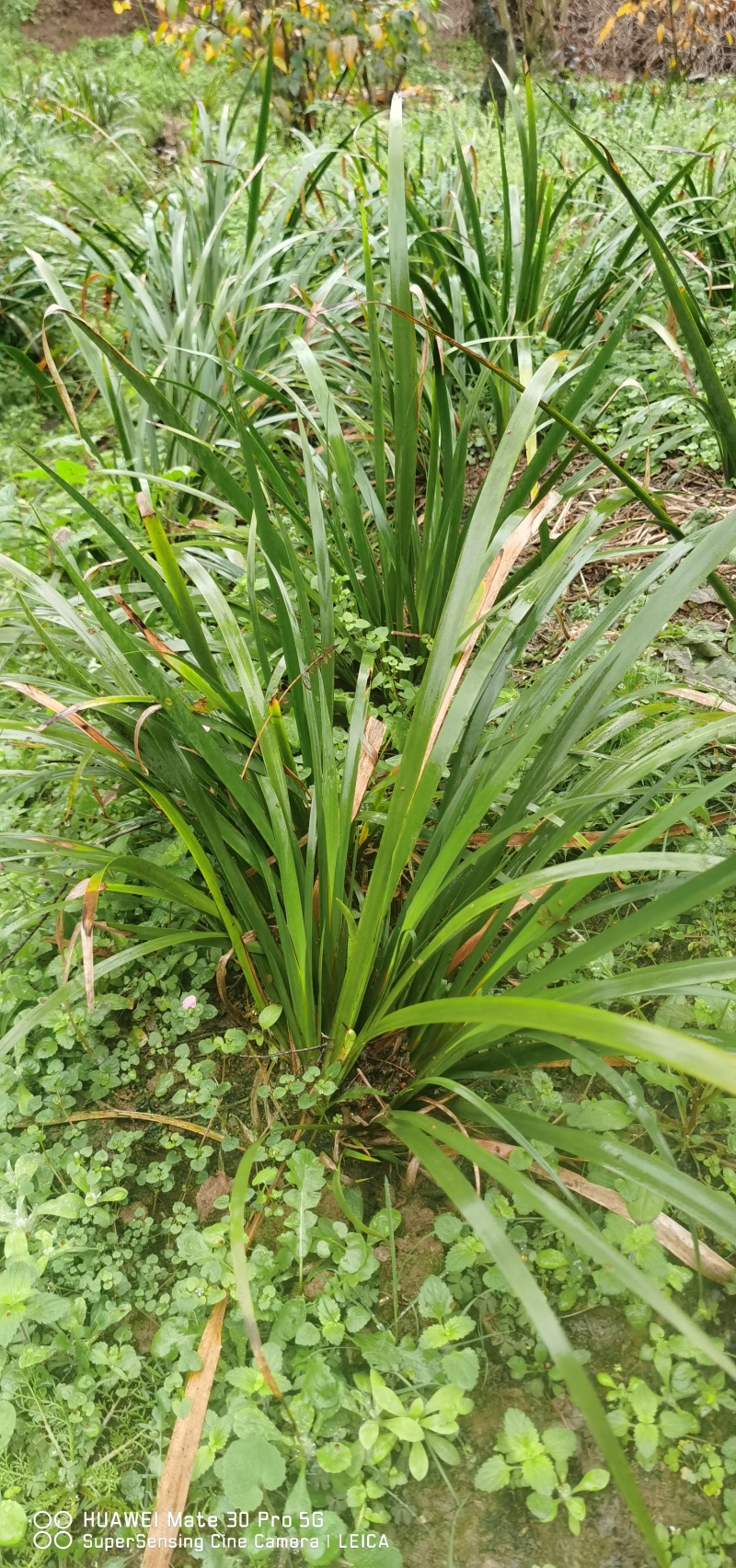 石菖蒲种苗苗圃基地全国发货技术指导保证质量