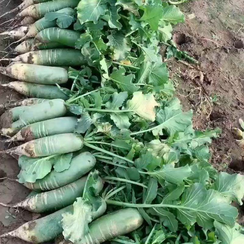 潍坊萝卜，水果萝卜，青萝卜，冰淇淋萝卜，基地直供，规格全