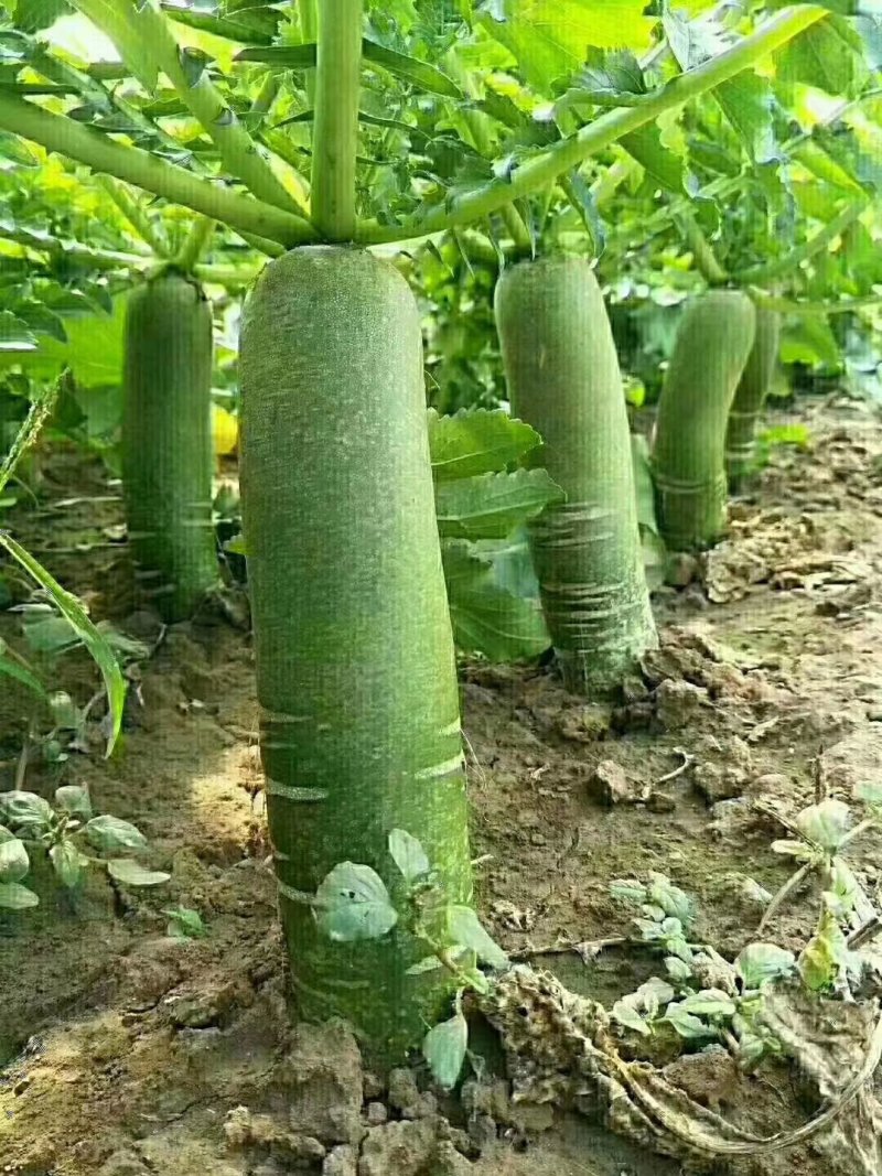 潍坊萝卜，水果萝卜，青萝卜，冰淇淋萝卜，基地直供，规格全