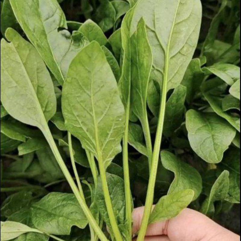 山东潍坊菠菜大叶菠菜，基地直供，规格齐全，对接市场商超