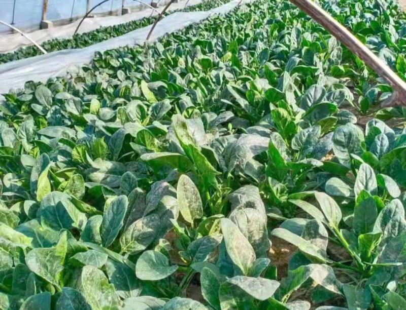 山东潍坊菠菜大叶菠菜，基地直供，规格齐全，对接市场商超