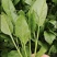 山东潍坊菠菜大叶菠菜，基地直供，规格齐全，对接市场商超
