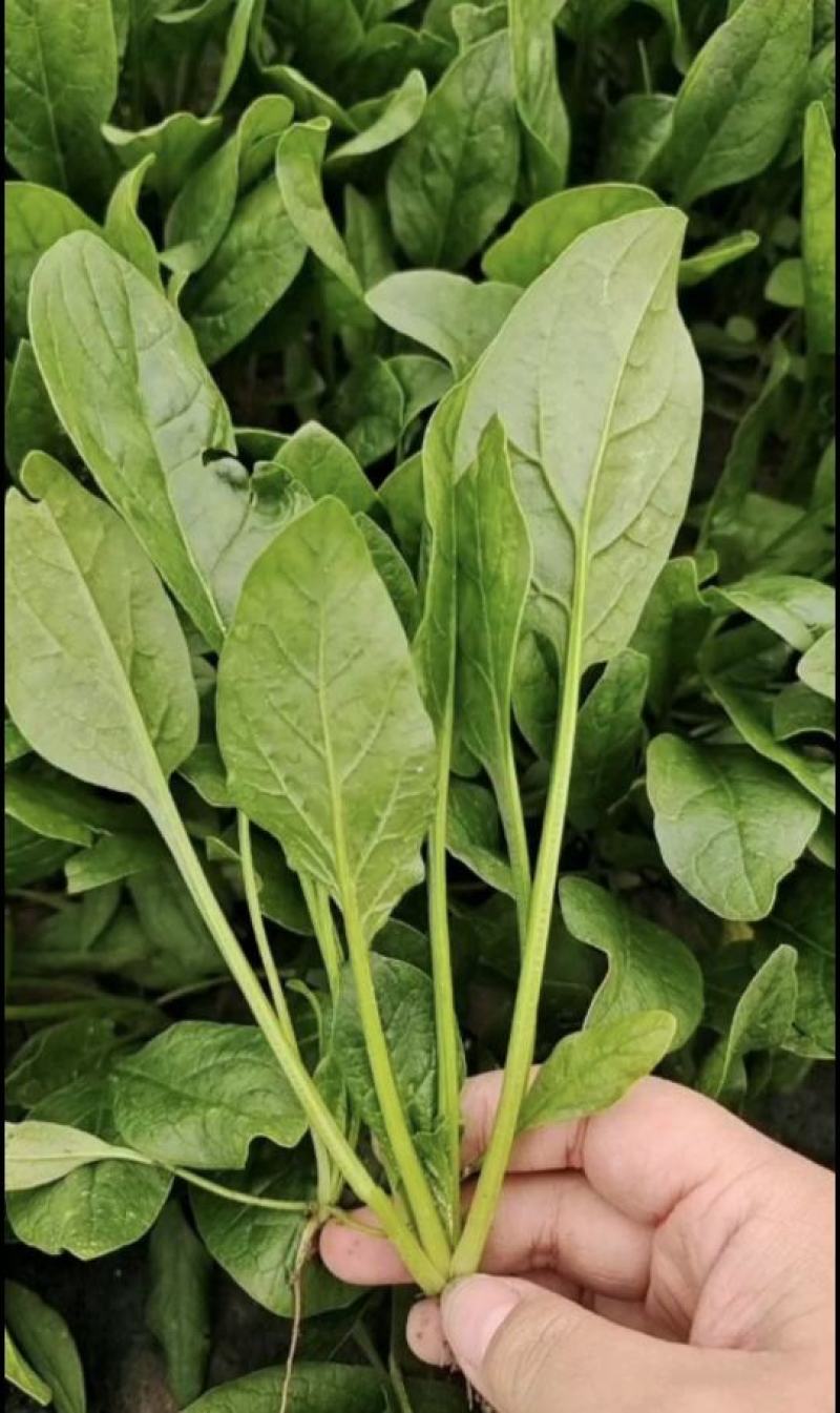山东潍坊菠菜大叶菠菜，基地直供，规格齐全，对接市场商超