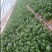 山东潍坊菠菜大叶菠菜，基地直供，规格齐全，对接市场商超