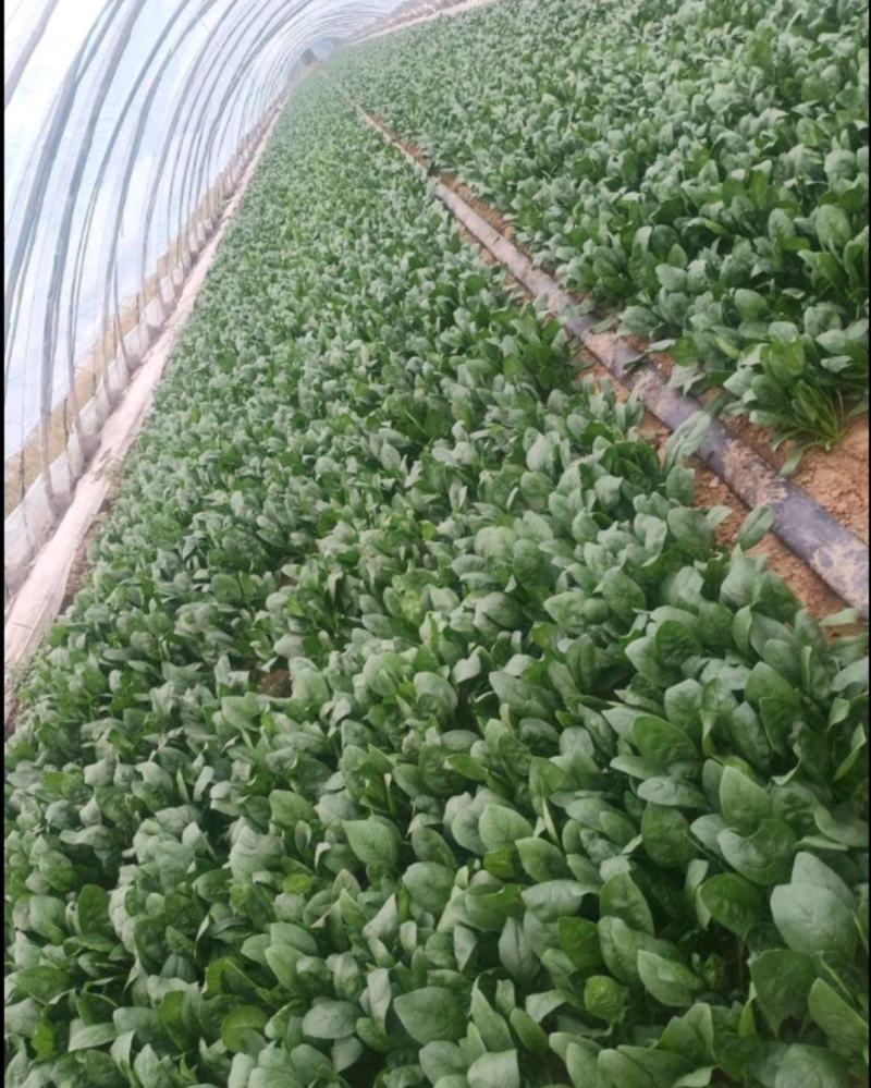 山东潍坊菠菜大叶菠菜，基地直供，规格齐全，对接市场商超