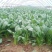 山东潍坊菠菜大叶菠菜，基地直供，规格齐全，对接市场商超