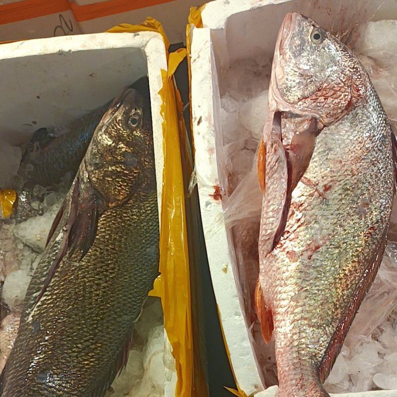 白花鱼，黑敏鱼（海岸海水养殖）