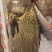 白花鱼，黑敏鱼（海岸海水养殖）