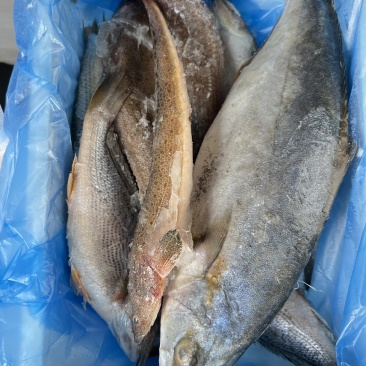 小渔船，海鱼，现货