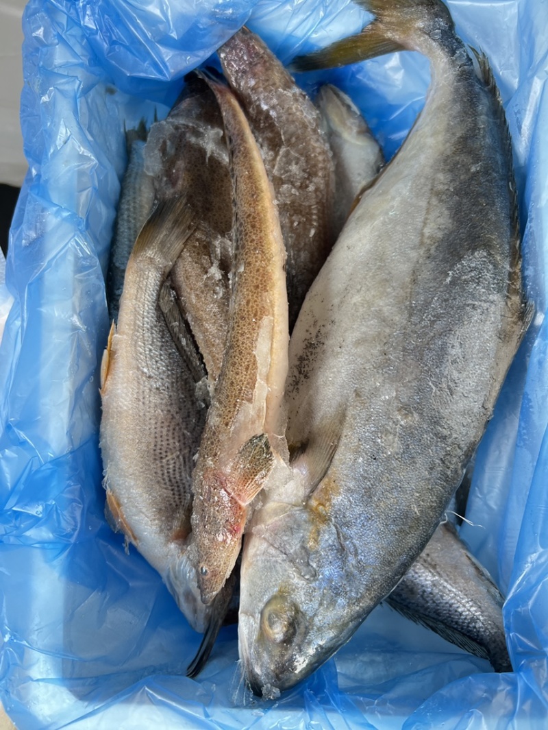 小渔船，海鱼，现货