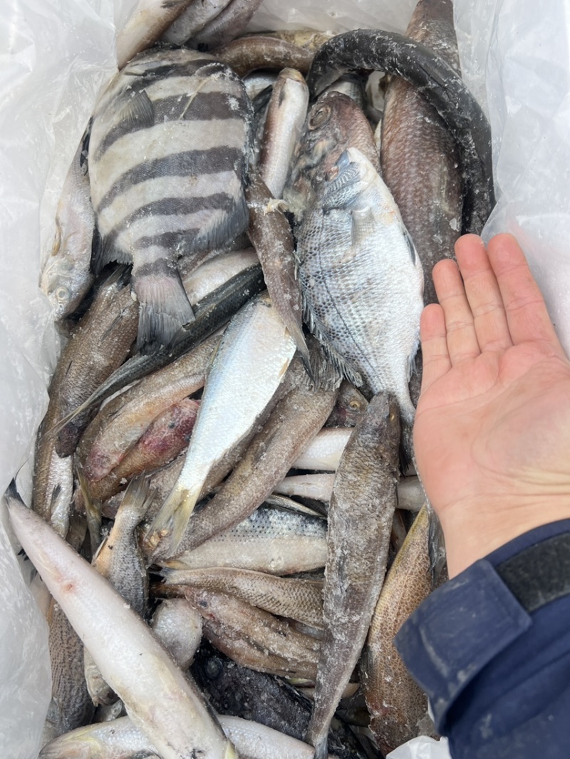 小渔船，海鱼，现货
