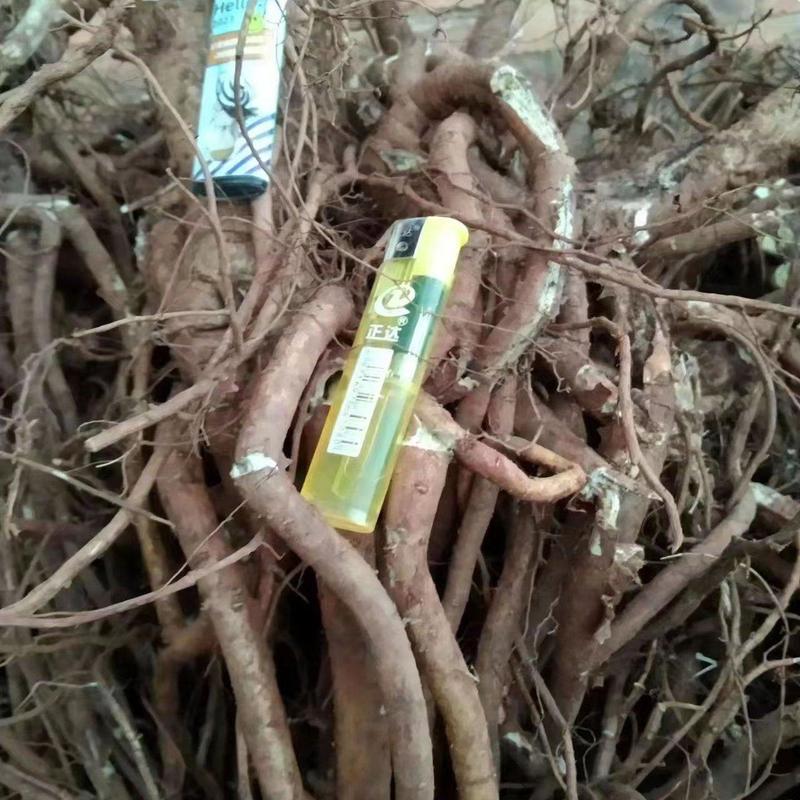 广西的山豆根，根大4年以上的货，有干，有生货