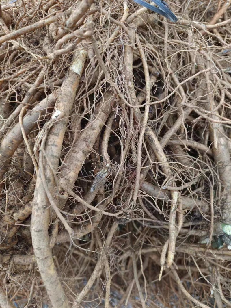 广西的山豆根，根大4年以上的货，有干，有生货