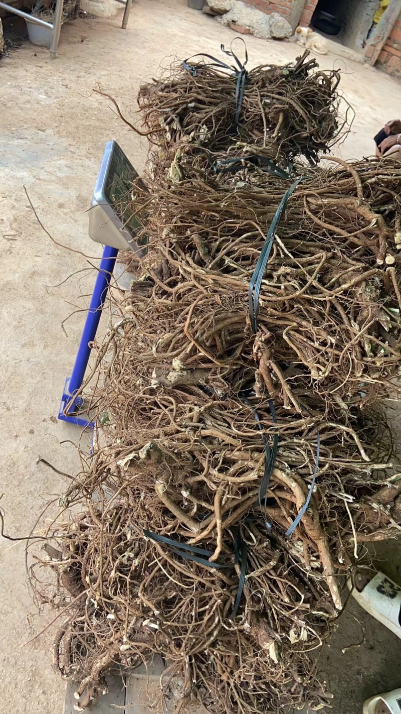 广西的山豆根，根大4年以上的货，有干，有生货