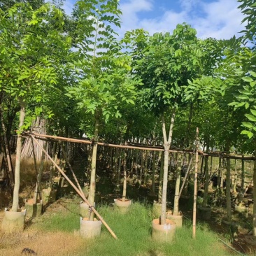 腊肠树