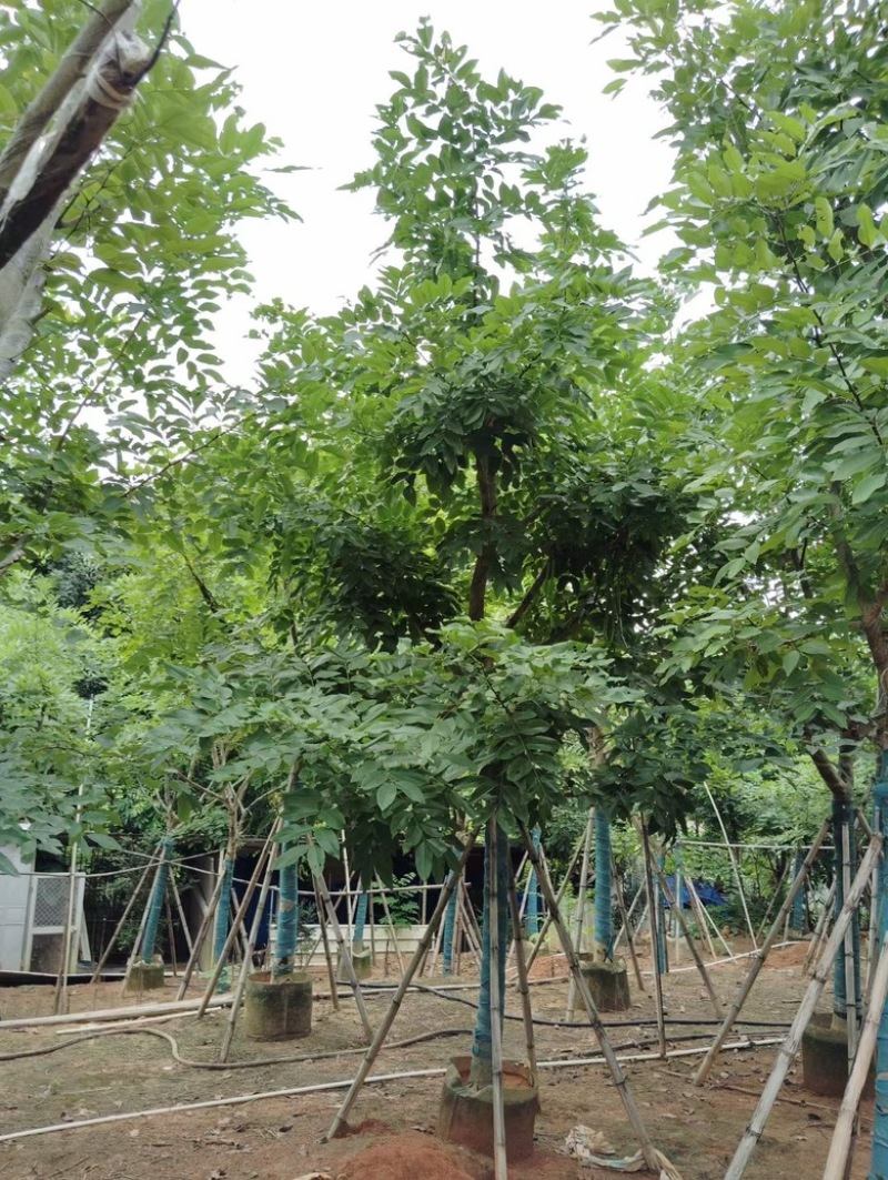 腊肠树