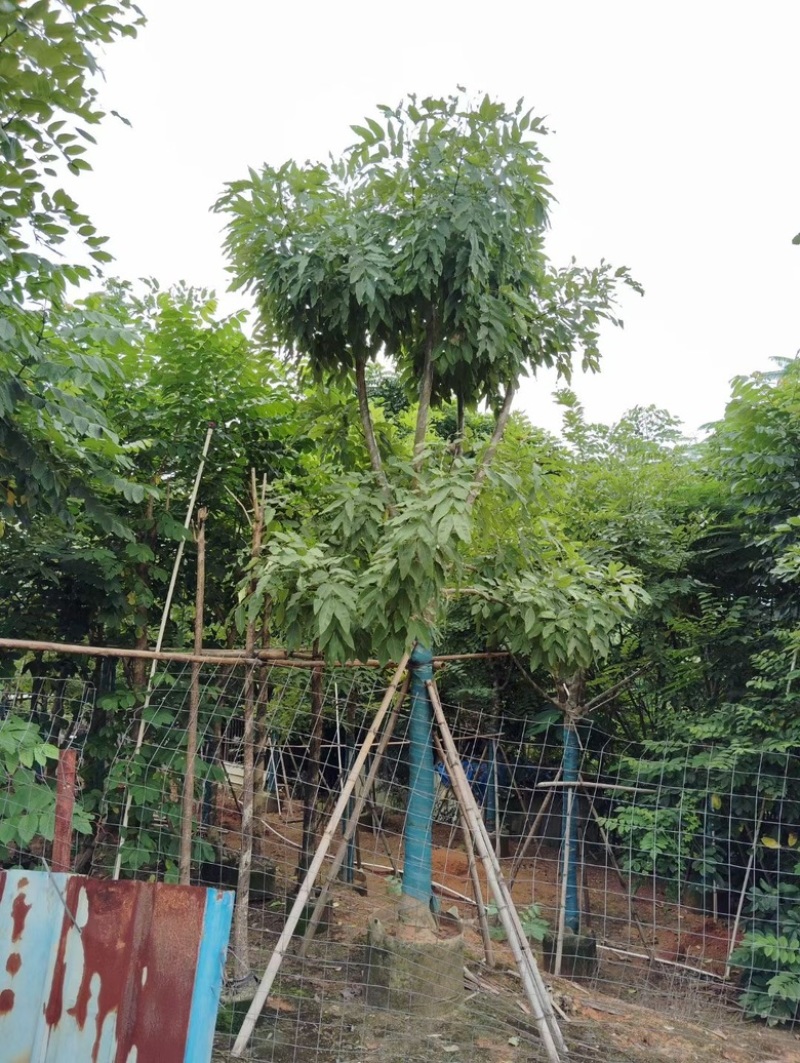 腊肠树