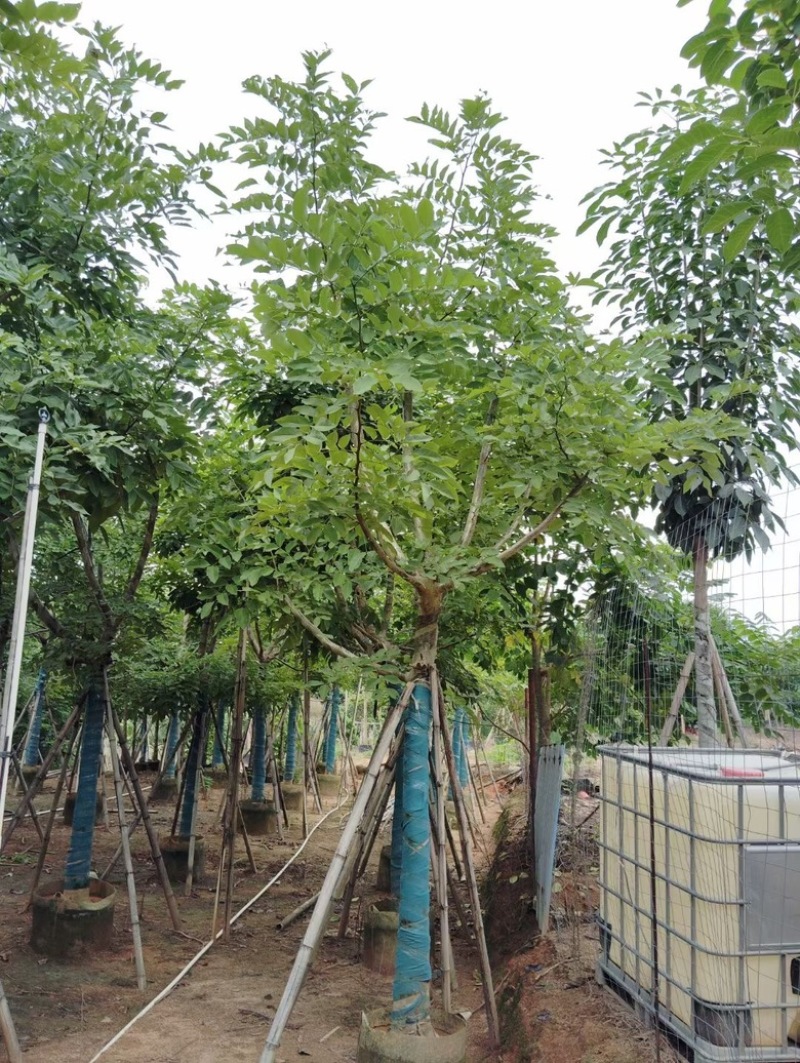 腊肠树